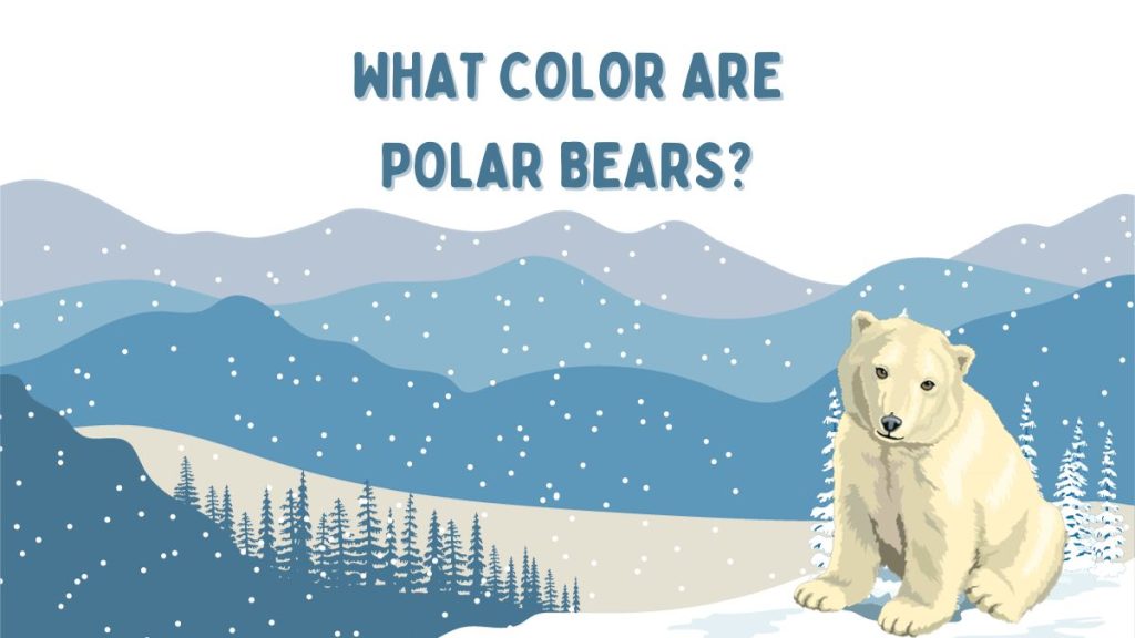 What Color Are Polar Bears?