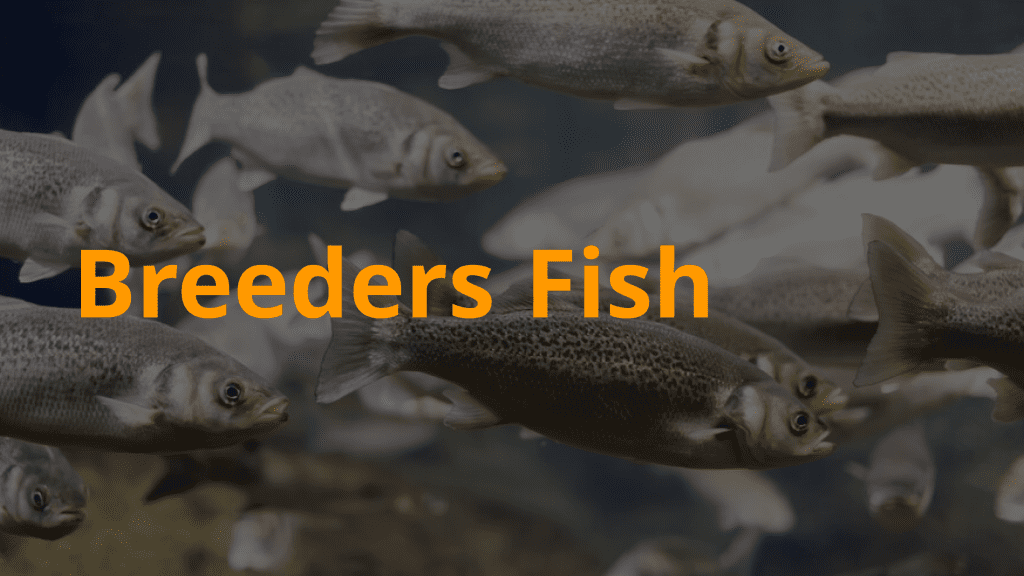 Breeders fish